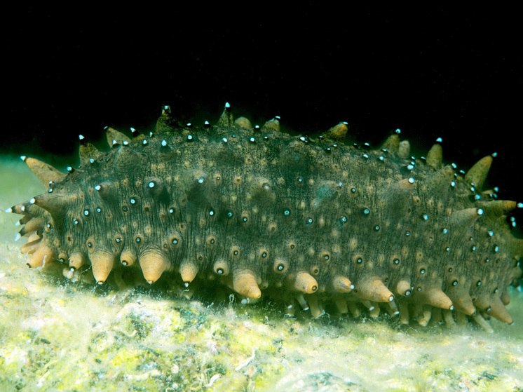 Ученые выяснили, что съедобные иглокожие полезнее, чем считалось прежде