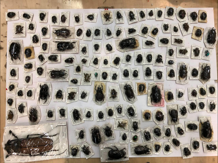 Таможенники рассказали, зачем в посылках отправляют чудо-жуков