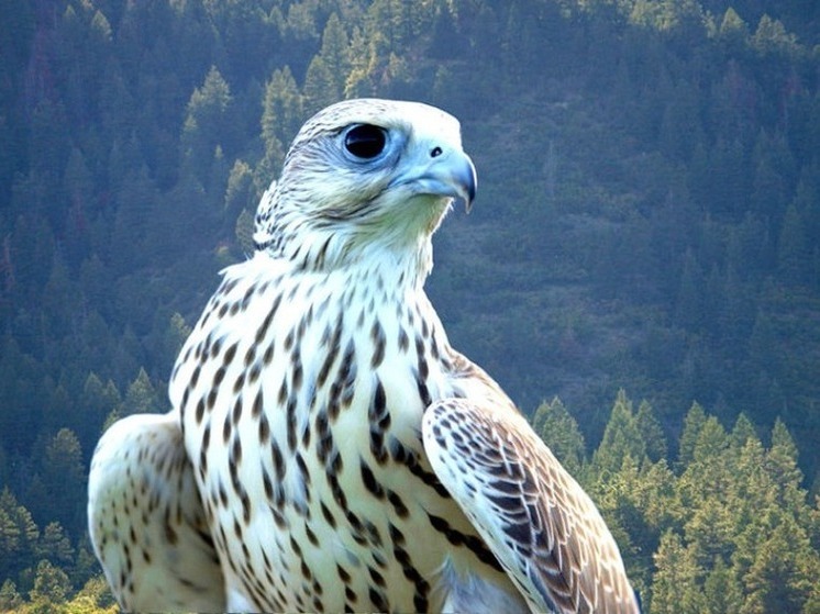 На Камчатке задержали браконьеров, поймавших двух кречетов из Красной книги