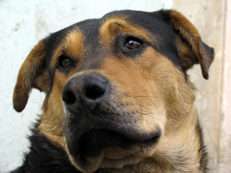 В Британии умерла пожилая женщина после того, как ее лизнула собака